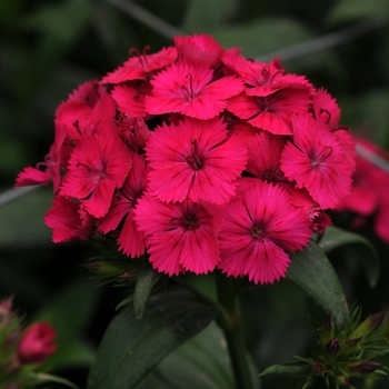 Dianthus 'Neon Cherry' 