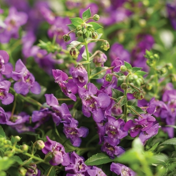 Angelonia 'Cascade Blue' ANCASBLU PPAF