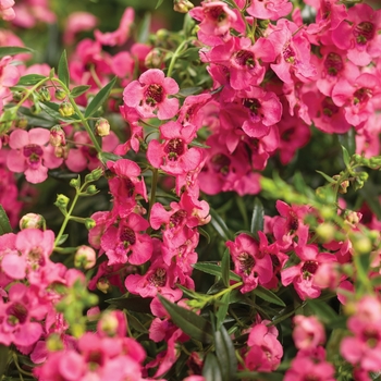 Angelonia Angelface® 'Cascade Pink'