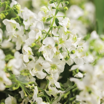 Angelonia 'Cascade White' ANCASWHI PPAF