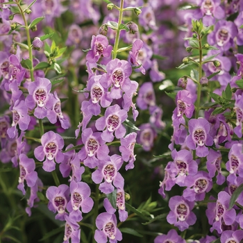 Angelonia 'Steel Blue' 