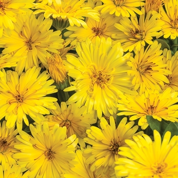 Calendula officinalis Lady Godiva® 'Yellow'