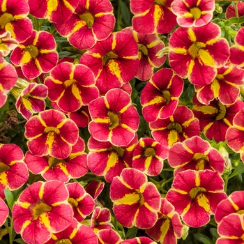 Calibrachoa Superbells® 'Cardinal Star™'