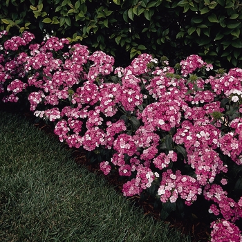 Dianthus 'Rose Magic' 