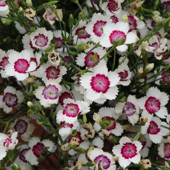 Dianthus deltoides 'Arctic Fire'