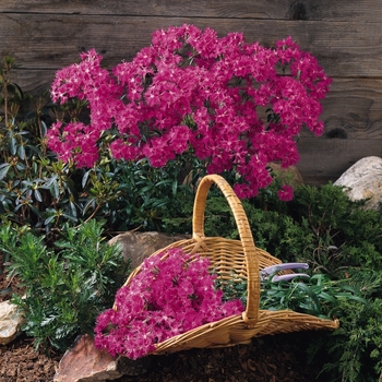 Dianthus 'Purple' 