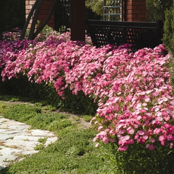 Dianthus 'Rose Magic' 