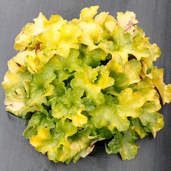 Heuchera 'Lemon Supreme'