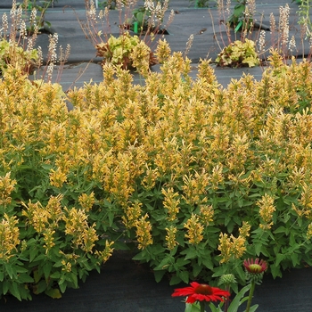 Agastache 'Butter Yellow' 