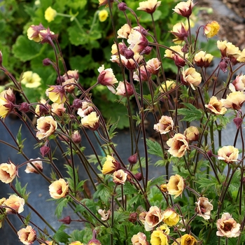 Geum 