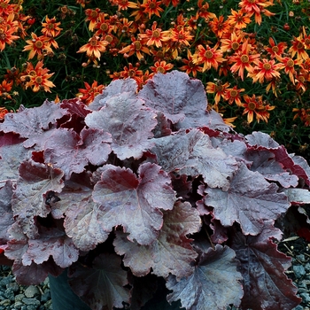 Heuchera Northern Exposure™ 'Black'