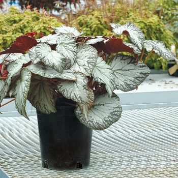 Begonia Silver™ 'Lace'