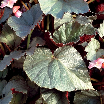 Begonia 'Treasure' 