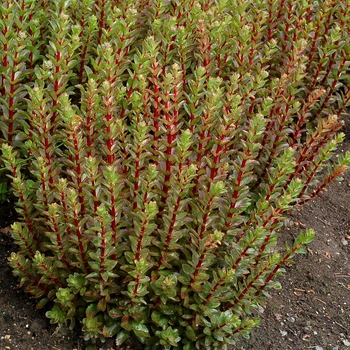 Sedum telephium 'Double Martini'