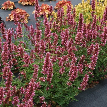 Agastache 'Lavender' 