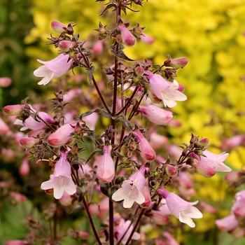 Penstemon digitalis Dakota™ 'Verde'