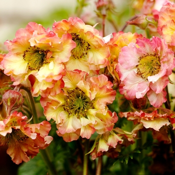 Geum 'Peach' PPAF