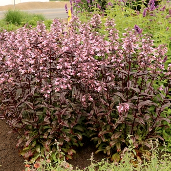 Penstemon digitalis 'Burgundy' PPAF