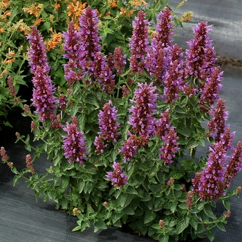 Agastache Poquito™ 'Dark Blue' (132078)
