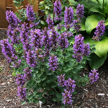 Agastache Poquito™ 'Dark Blue' (132079)
