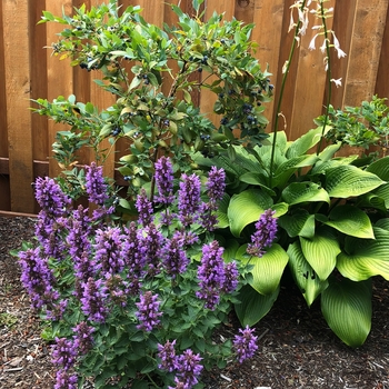 Agastache Poquito™ 'Dark Blue'