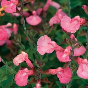 Salvia microphylla x greggii 'EGGBEN002' PP24153