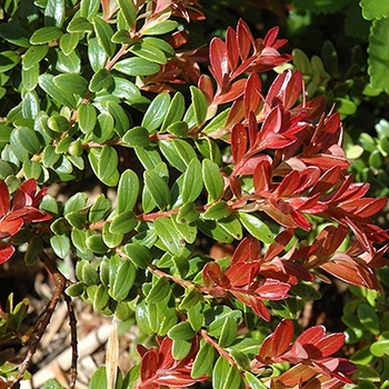 Vaccinium moupinense