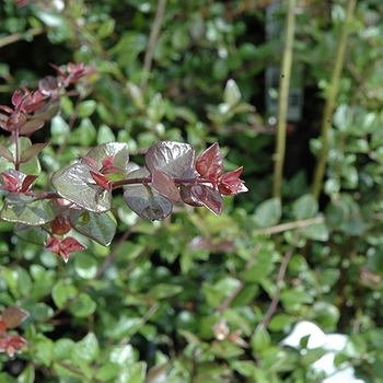 Lonicera nitida 'Red Tips' 