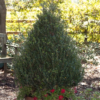 Ilex crenata 'Patti O Box®'