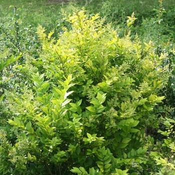 Ligustrum x vicaryi 'Golden Ticket®'