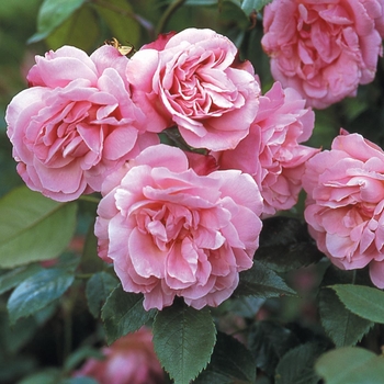 Rosa 'Old Blush' 