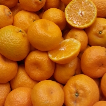 Citrus kinokuni mukakukishu 'Kishu' 