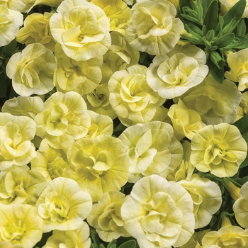 Calibrachoa Superbells® 'Double Chiffon'