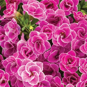 Calibrachoa Superbells® 'Doublette Love Swept™'