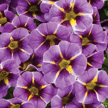 Calibrachoa Superbells® 'Evening Star™'