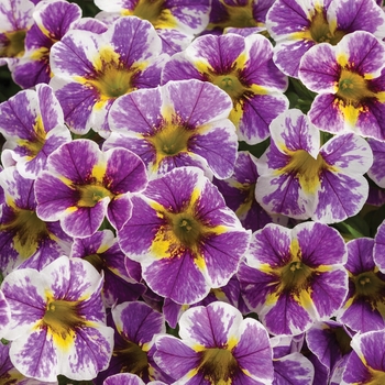 Calibrachoa 'Holy Smokes!®' BBCAL85805 PPAF