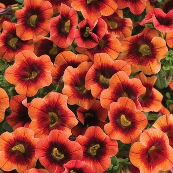 Calibrachoa Superbells® 'Tangerine Punch™'