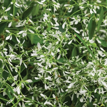 Euphorbia hypericifolia 'Diamond Mountain®'