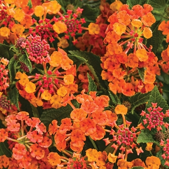 Lantana camara Luscious® 'Marmalade'