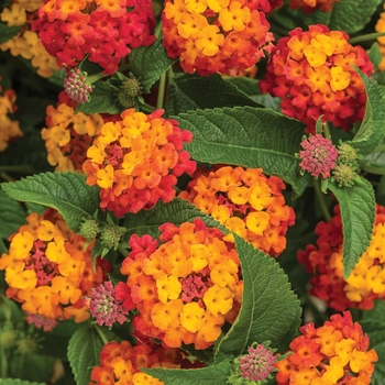 Lantana camara 'Balandusbi' PPAF, Can PBRAF