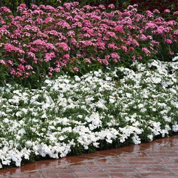 Dianthus chinensis Coronet™ 'White'