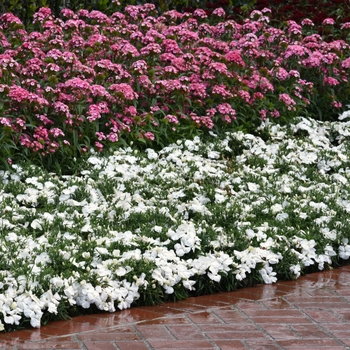 Dianthus chinensis 'White' 