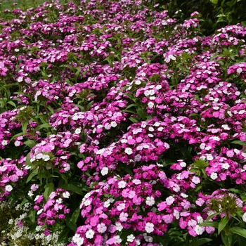 Dianthus barbatus Dash™ 'Magician'