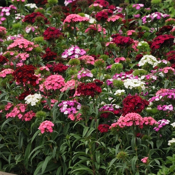 Dianthus barbatus Dash™ Mix