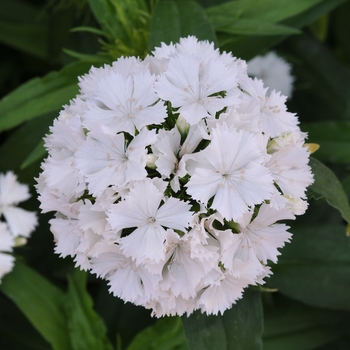 Dianthus barbatus Dash™ White