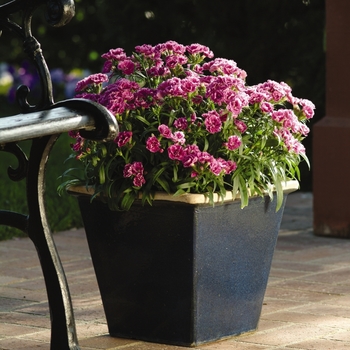 Dianthus barbatus Dynasty 'Orchid'