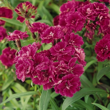 Dianthus barbatus Dynasty 'Purple'