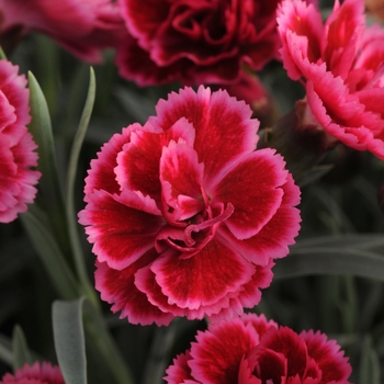 Dianthus 'Burgundy Blush' 