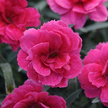 Dianthus 'Dark Pink' 