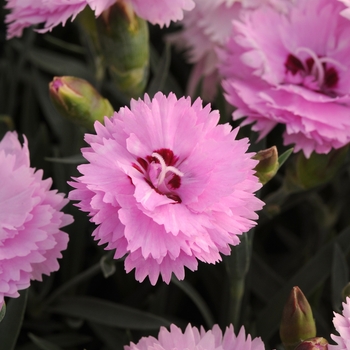 Dianthus 